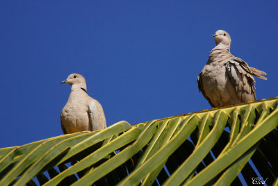 Tourterelle turque - Eurasian collared-dove