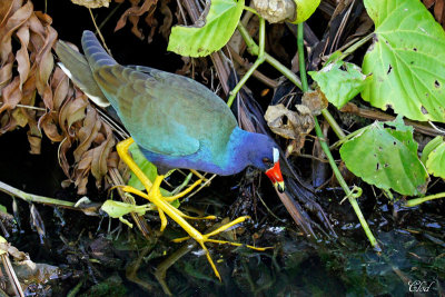 Talve violace - Purple gallinule