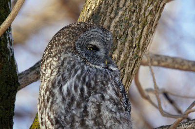 Chouette lapone - Great gray-owl