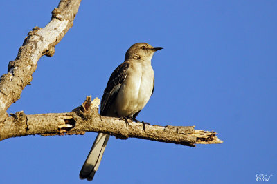 Moqueur polyglotte - Northern mockingbird 