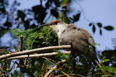 Tacco d'Hispaniola - Hispaniolan Lizard-cuckoo