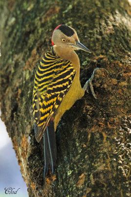Pic dHispaniola - Hispaniolan woodpecker (fem)