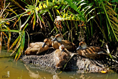 Dendrocygne des Antilles - West indian whistling-duck