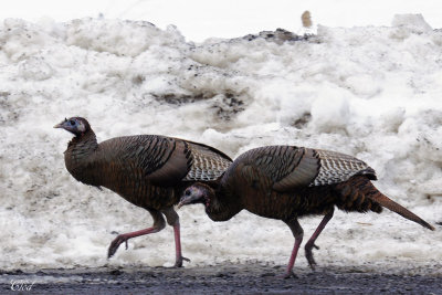 Dindons sauvages - Wild turkeys