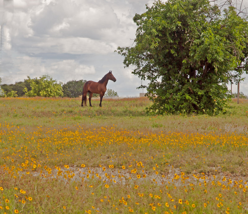 The Pasture