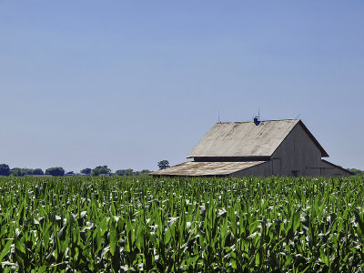 A barn buried in corn