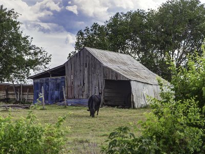 A barn in disrepair and the cow that lives there.