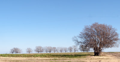 Winter trees on  a Texas Ranch