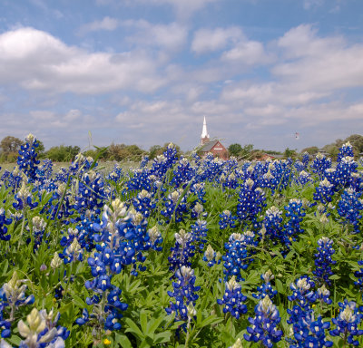 Texas Bluebonnets, the state flower of Texas