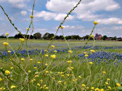 A mixture of bluebonnets and unkown yellow flowers