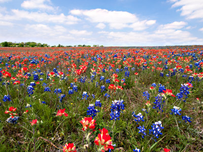 A mixture of Bluebonnets and Indian Paint Brushes