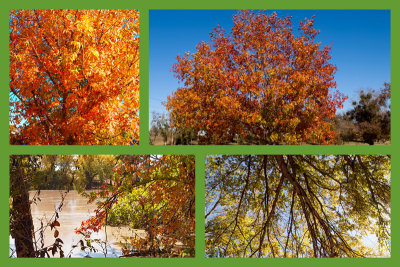 A collage of Fall color