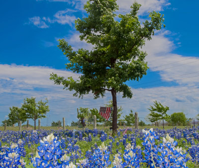 Texas State Flower, the Bluebonnet