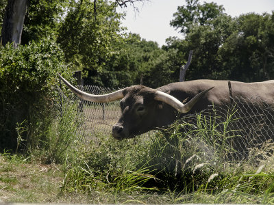 Clearly a Texas Longhorn that knows the grass is always greener on the other side of the fence