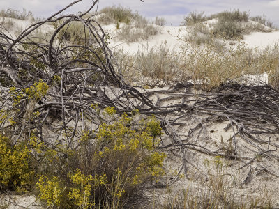 Desert Flora