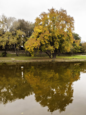 Autumn across the creek. Round Rock Texas