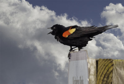 The  redwing blackbird