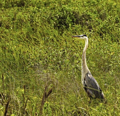 Great Blue Heron