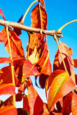 Late fall color