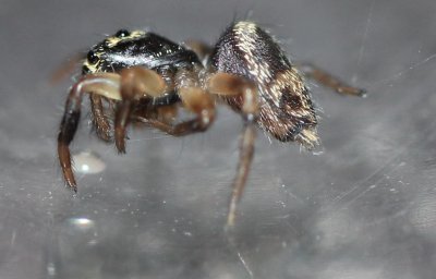 unknown_salticidae