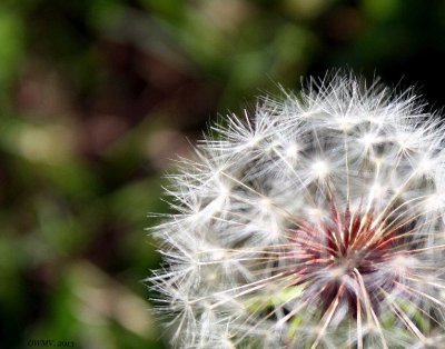 Make A Wish