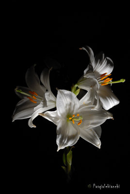 Lilium