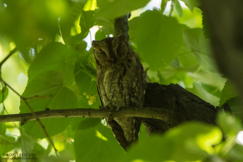 Eurasian Scops Owl (Otus scops)