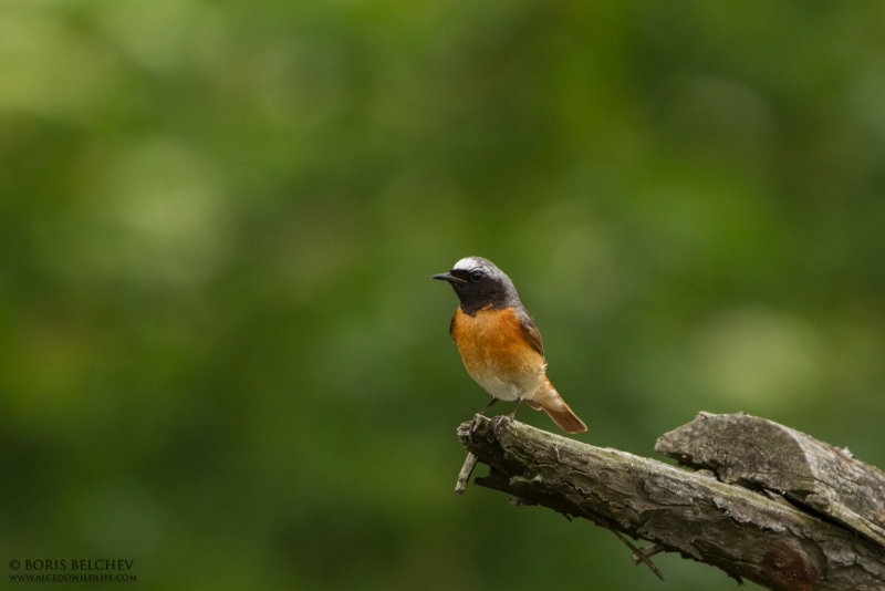 Common Redstart (Phoenicurus phoenicurus) 