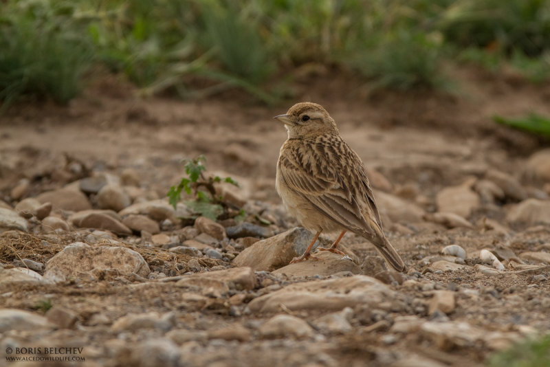 Greater Short-toed Lark (Calandrella brachydactyla)