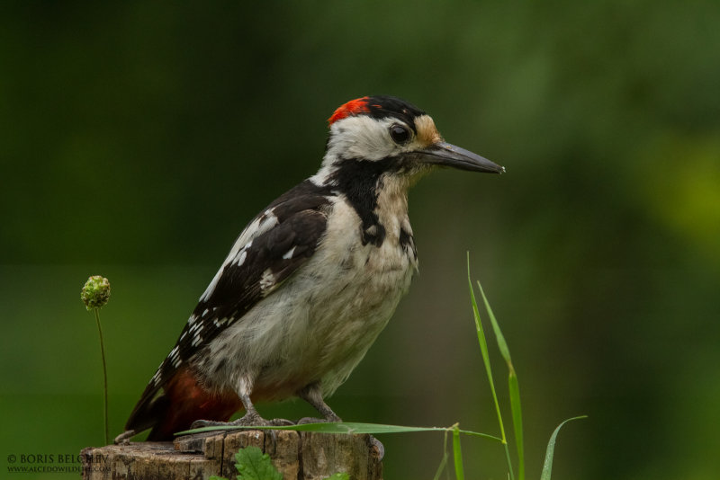 Syrian woodpecker (Dendrocopos syriacus)