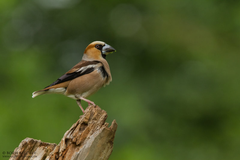 Hawfinch (Coccothraustes coccothraustes)