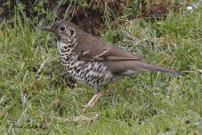 Long-tailed Thrush