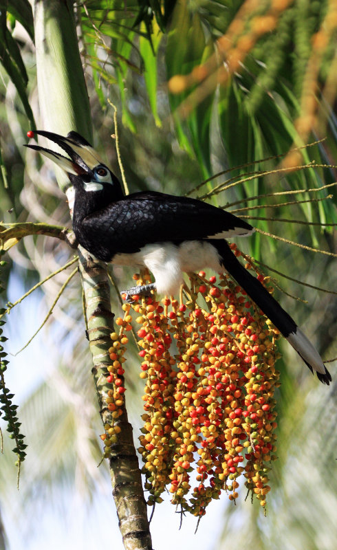 Oriental Pied Hornbill (Anthracoceros albirostris) 