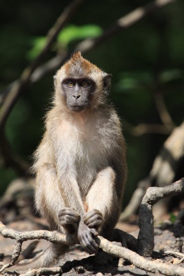 Crab-eating Macaque (Macaca fascicularis) 