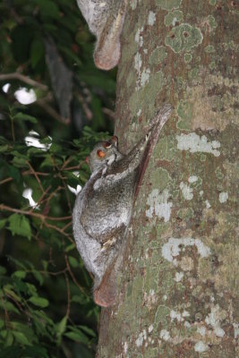 Sunda Flying Lemur (Galeopterus variegatus) 