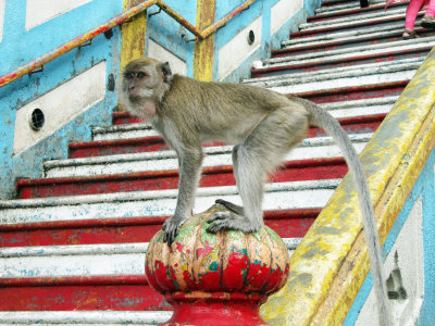 Crab-eating Macaque (Macaca fascicularis) 