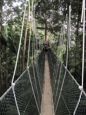 Canopy Walk 