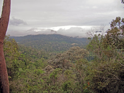 View out of the canopy walk