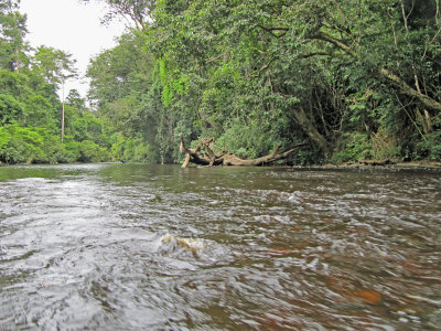 Fast streaming river in to the forest, Sungai Tahan