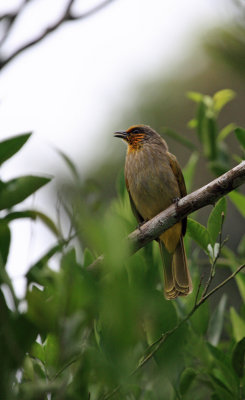 Stripe-throated Bulbul (Pycnonotus finlaysoni)