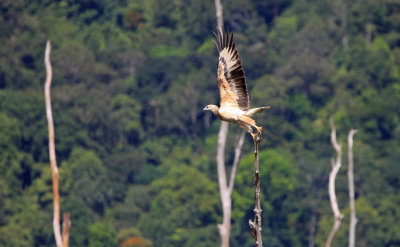 White-bellied Fish-Eagle (Haliaeetus leucogaster) juv.