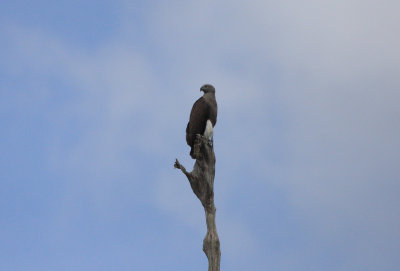 Grey-headed Fish-Eagle (Icthyophaga ichthyaetus)