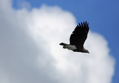Grey-headed Fish-Eagle (Icthyophaga ichthyaetus)