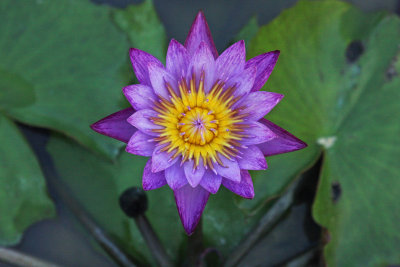 Star Lotus (Nymphaea nouchali)
