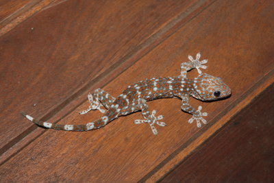  Tokay Gecko (Gekko gecko)