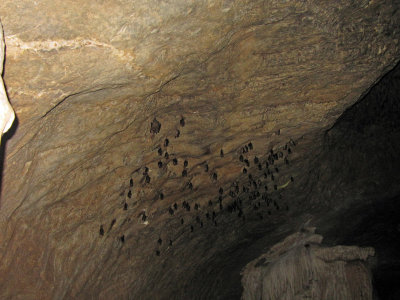 Bat sp. in a cave