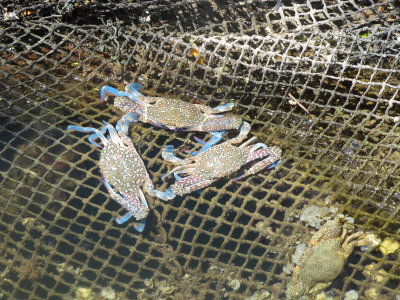 Blue Crab (Callinectes sapidus)