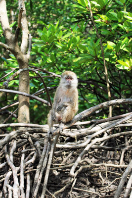 Crab-eating Macaque (Macaca fascicularis) 