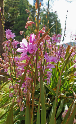 Flower sp.