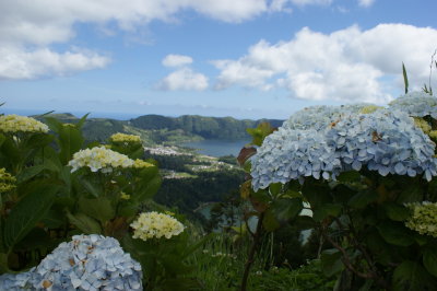 Hortensia - Hydrangea macrophylla
